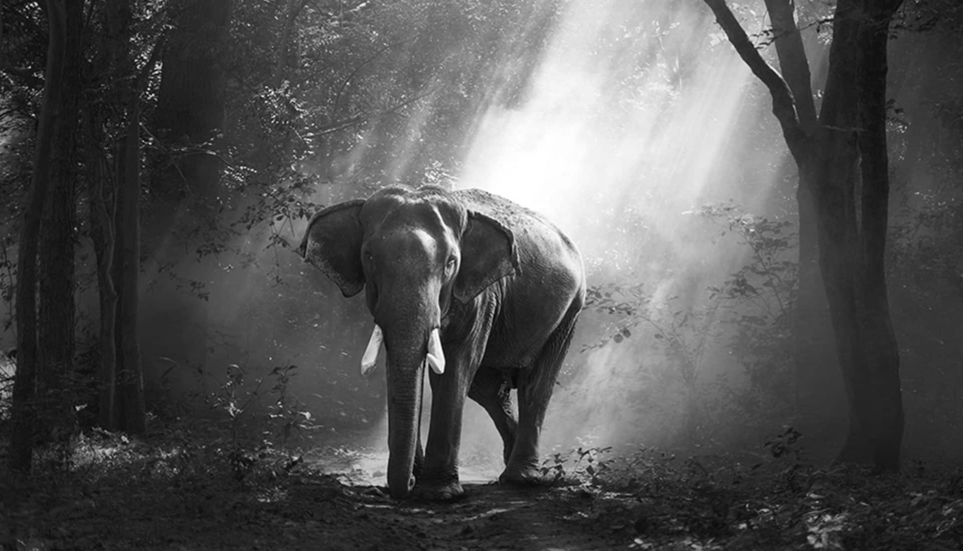 Essential Photography: Teleconverters for Wildlife Mid01 Free Img